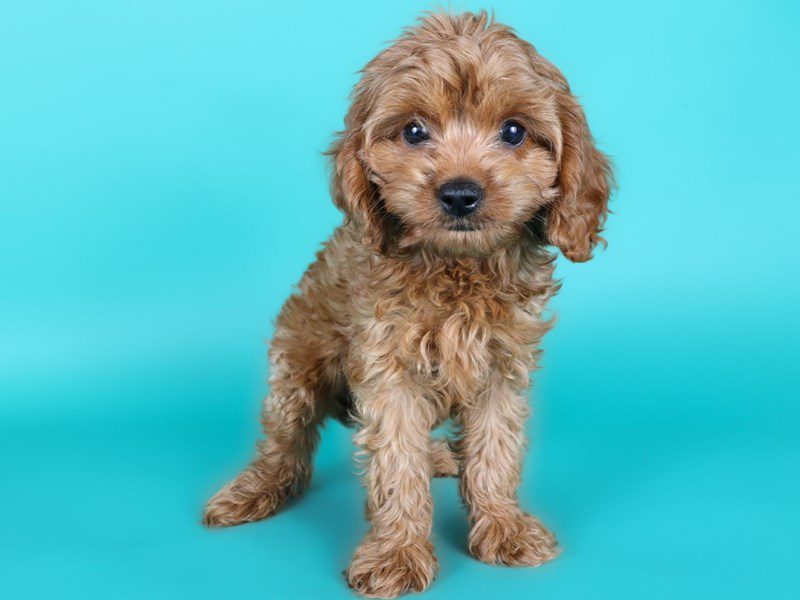 Cavapoo-Dog-Male-Red-5127129-XO PUPS