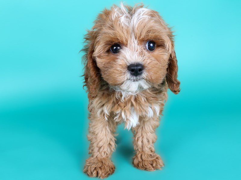 Cavapoo-Dog-Female-Red-5127128-XO PUPS