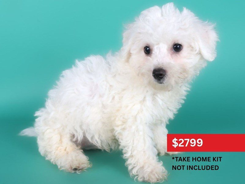 [#15149] White Male Bichon Frise Puppies For Sale #3