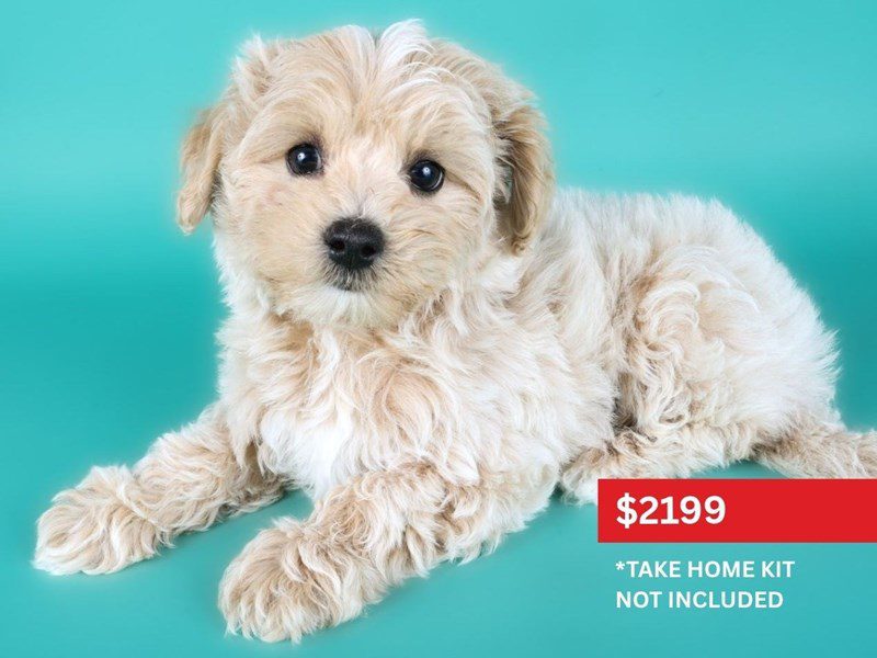 [#15078] Apricot Male Maltipoo Puppies For Sale #3