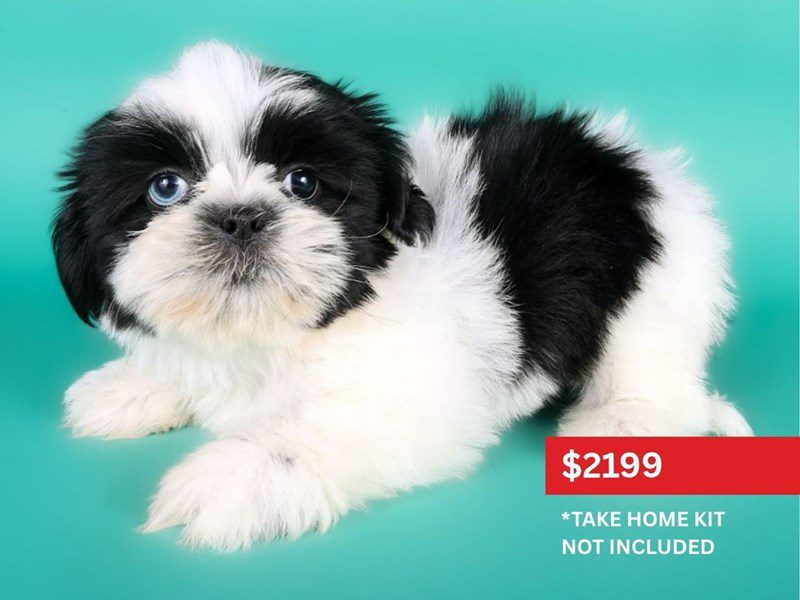 Shih Tzu-Dog-Male-Black / White-5116995-XO PUPS