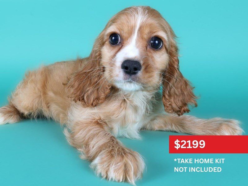 Cockalier-Dog-Male-Red-5123944-XO PUPS