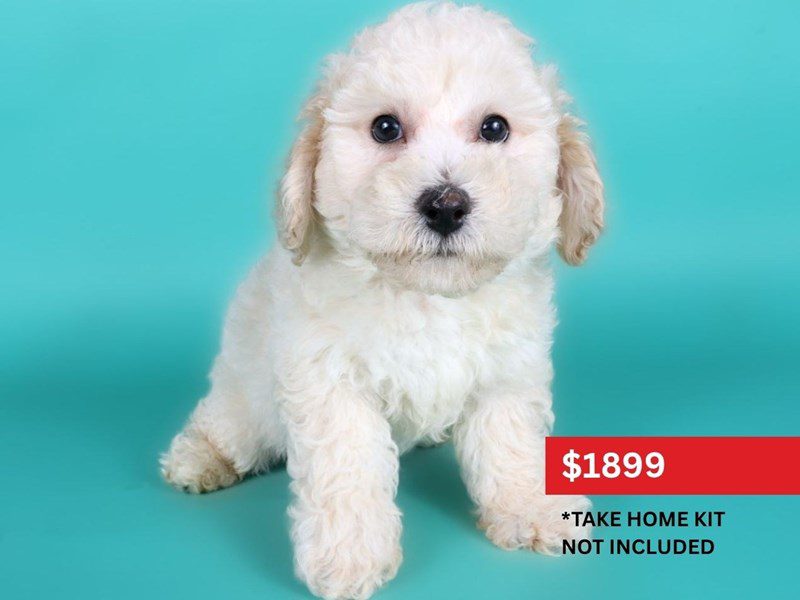 [#15108] Cream Male Poochon Puppies For Sale #3