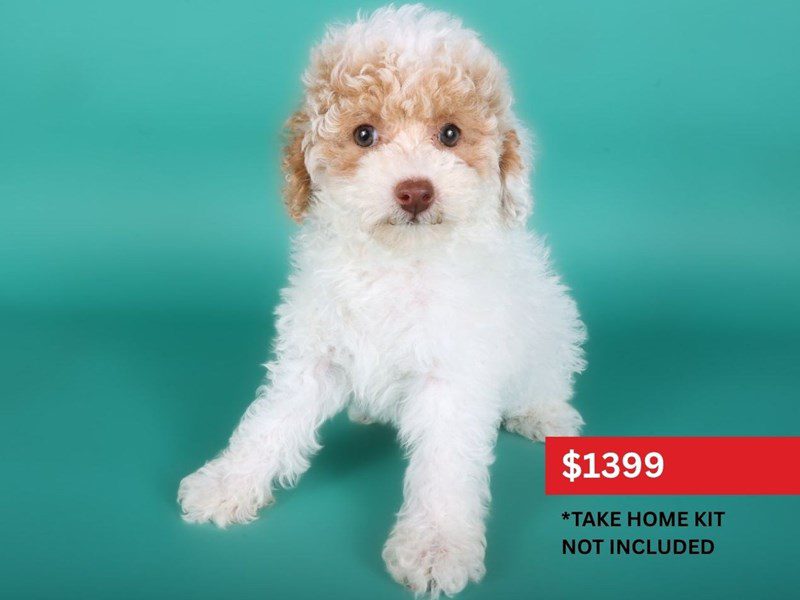 Toy Poodle-Dog-Female-White & Apricot Parti-5118038-XO PUPS