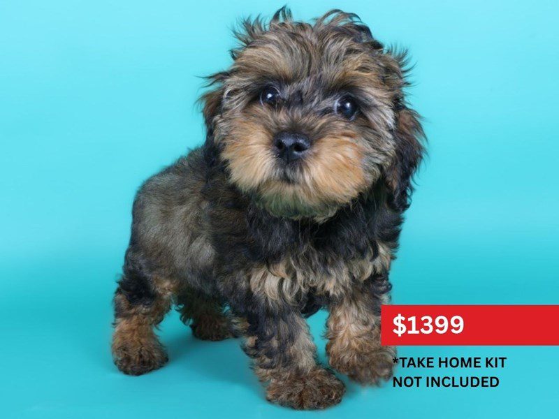 Yorkiepoo-Dog-Male-Red Sable-5117009-XO PUPS
