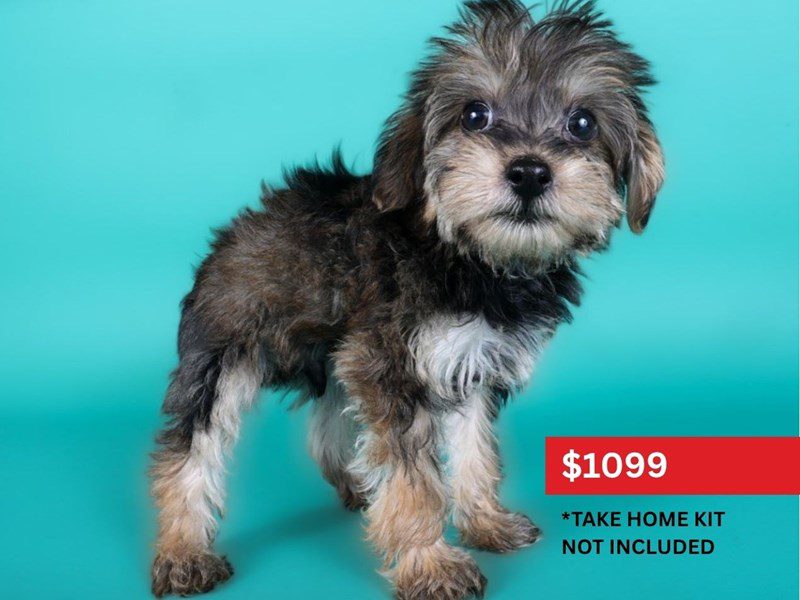 [#15089] Red Sable Male Yorkiepoo Puppies For Sale #4