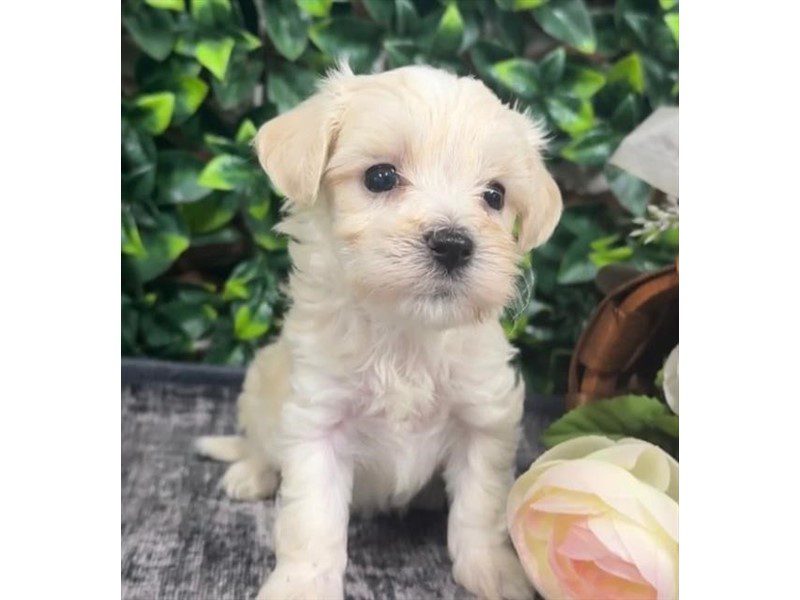 [#15151] White / Tan Female Maltipoo Puppies For Sale #2