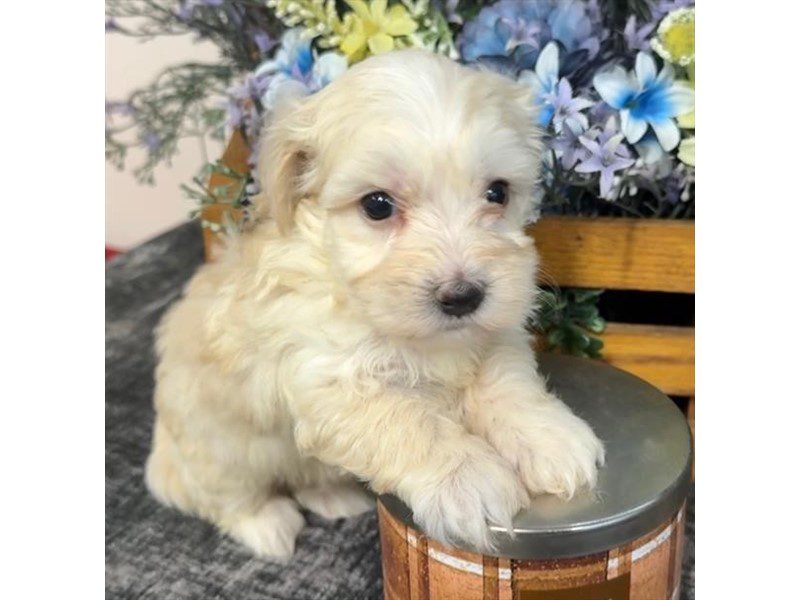 [#15152] White / Cream Male Maltipoo Puppies For Sale #2