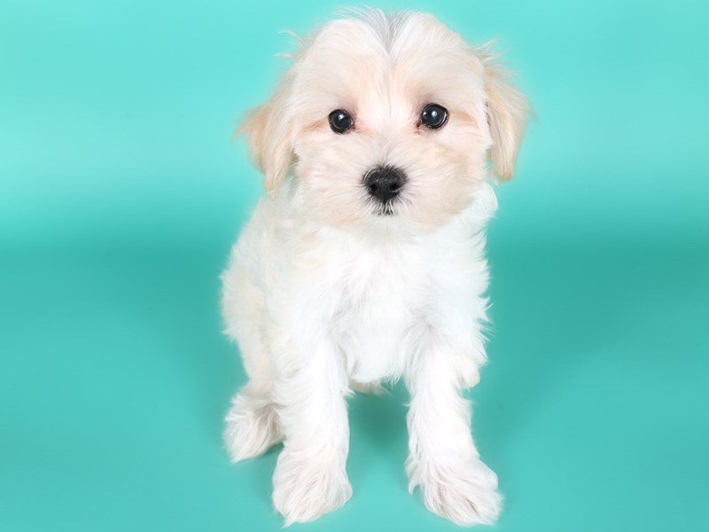Maltipoo in Ashburn, VA