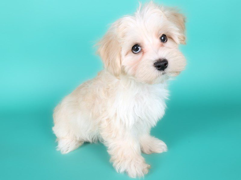 [#15152] White / Cream Male Maltipoo Puppies For Sale #3