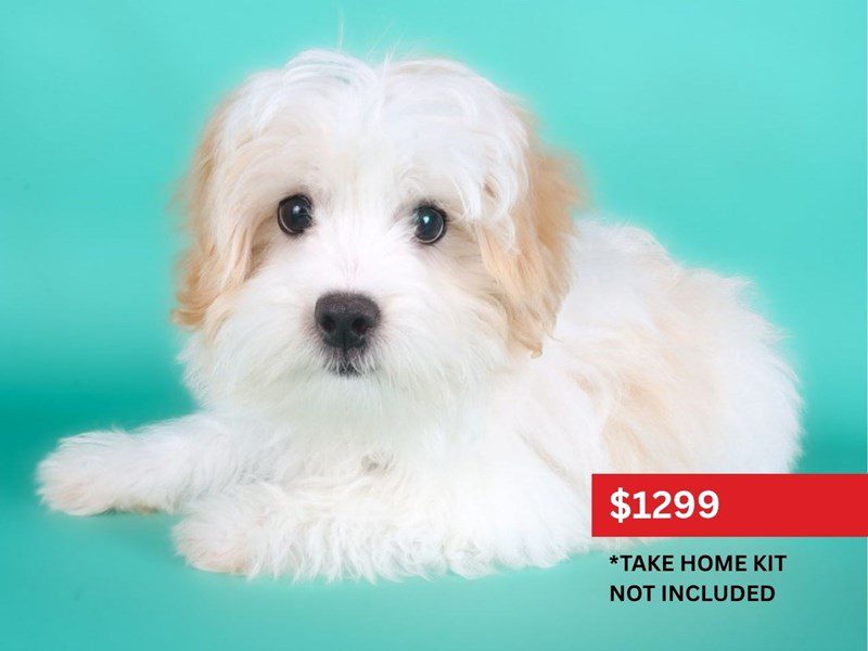 Maltipoo-Dog-Male-Apricot & White Parti-5115239-XO PUPS