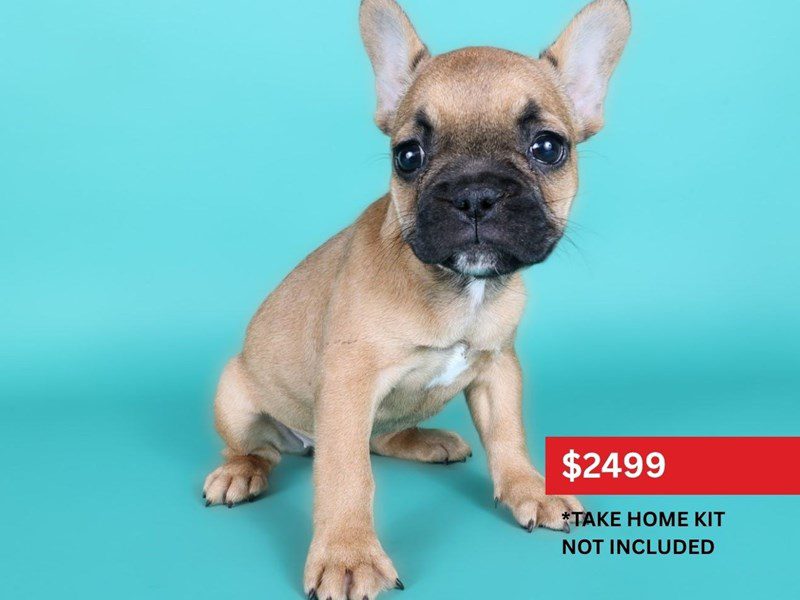 [#15102] Fawn Female French Bulldog Puppies For Sale #3