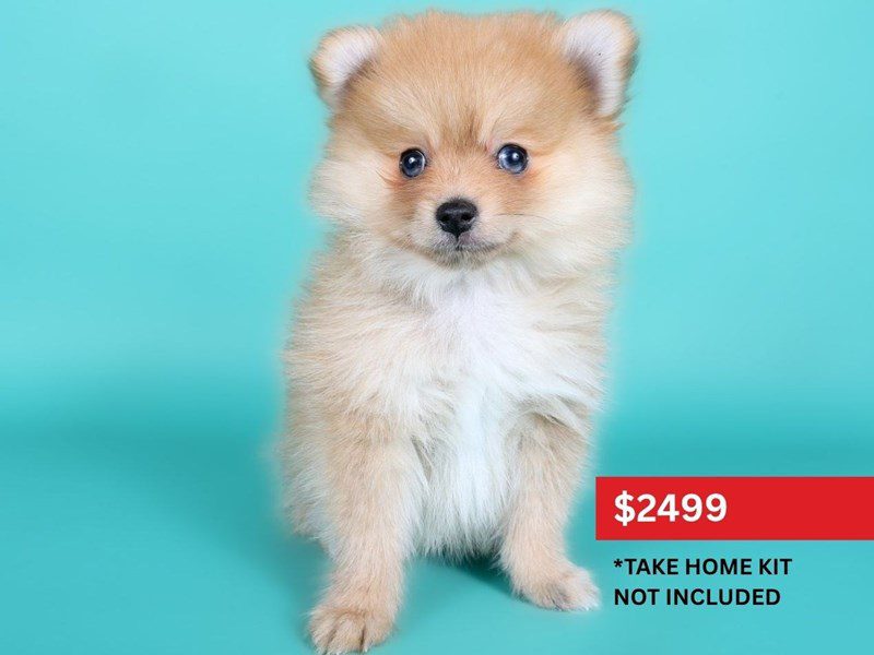 Pomeranian-Dog-Male-Orange-5119443-XO PUPS