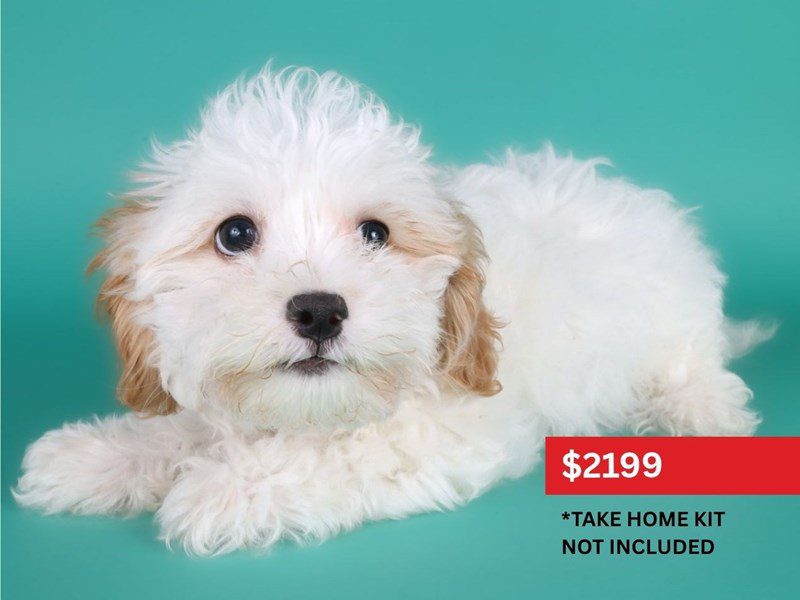Shihpoo-Dog-Female-Cream/White-5121167-XO PUPS