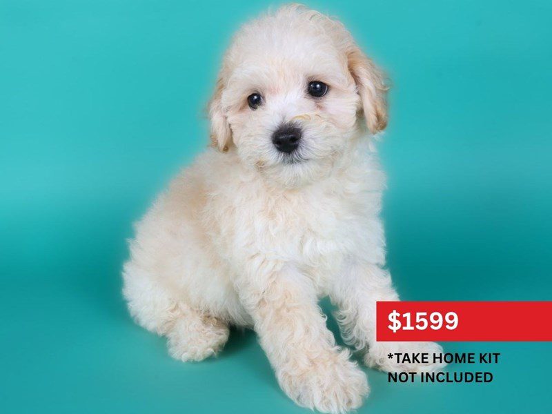 [#15113] Cream Male Poochon Puppies For Sale #3