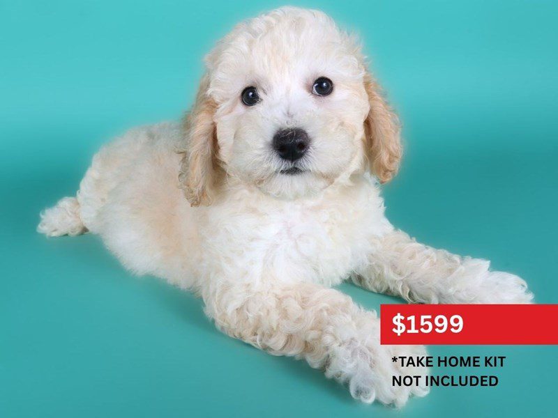 [#15109] Cream Female Poochon Puppies For Sale #3