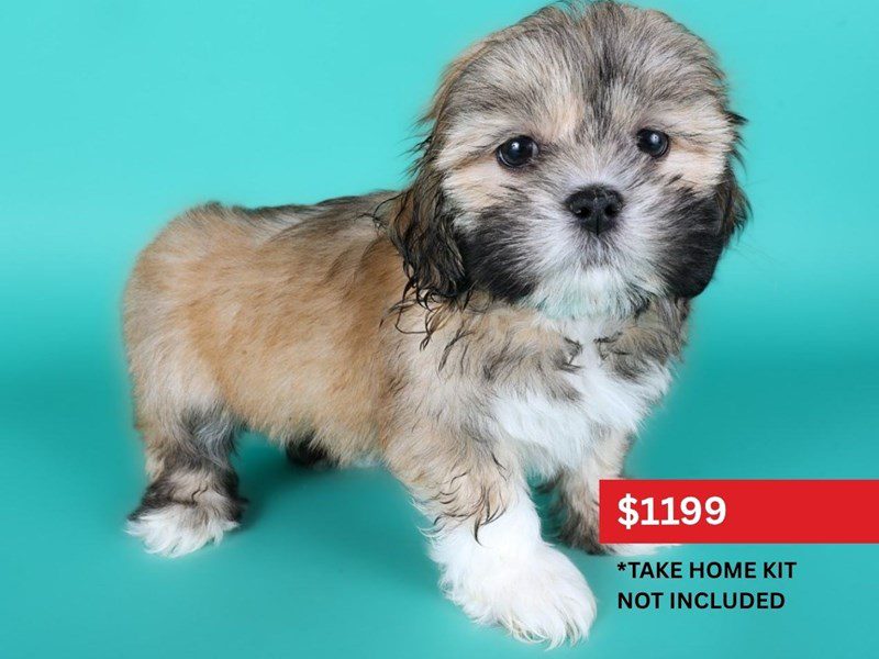 Lhasa Apso-Dog-Male-Fawn-5116305-XO PUPS