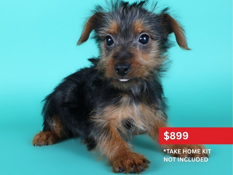 [#15122] Black/Tan Male Silky Terrier Puppies For Sale #3