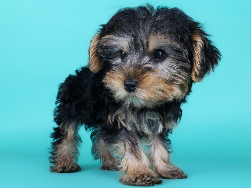 Yorkiepoo in Ashburn, VA