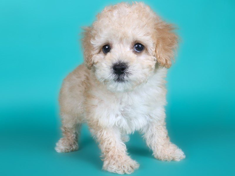 Miniature Poodle in Ashburn, VA