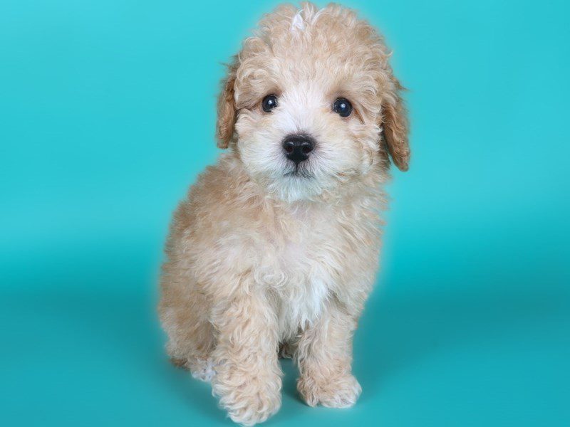 [#15153] Red Male Miniature Poodle Puppies For Sale #2