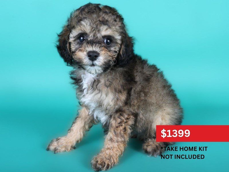 Toy Poodle-Dog-Male-Red Sable-5118037-XO PUPS