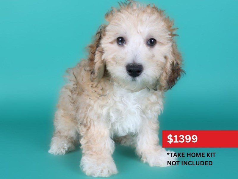 Maltipoo in Leesburg, VA