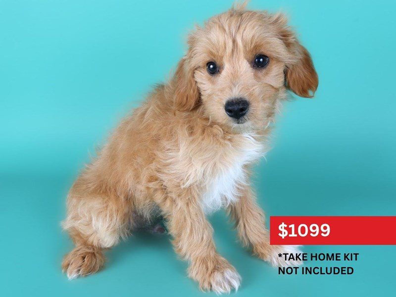 [#15118] Apricot Male Aussiepoo Puppies For Sale #4