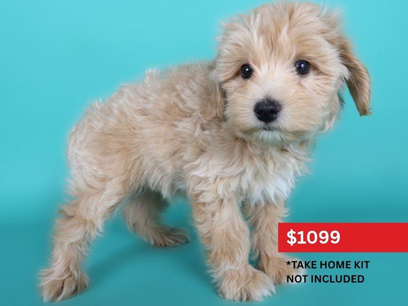 [#15097] Apricot Male Aussiepoo Puppies For Sale #4