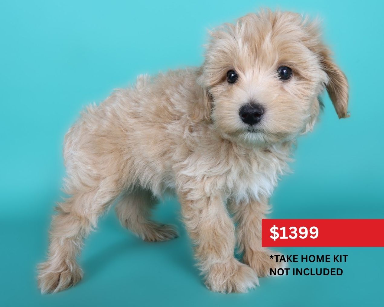 Aussiepoo-Dog-Male-Apricot-5119374-XO PUPS