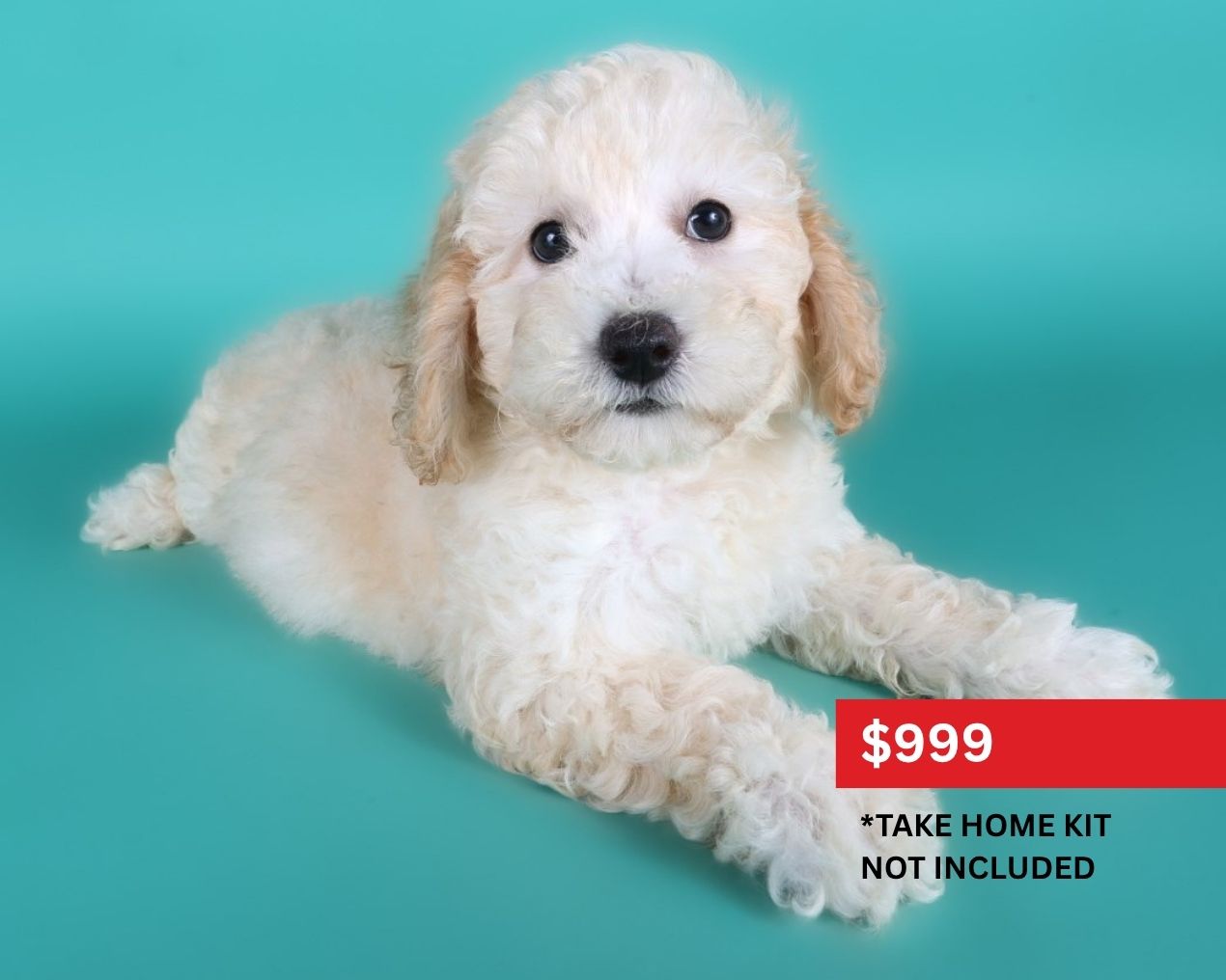 Poochon-Dog-Female-Cream-5121184-XO PUPS