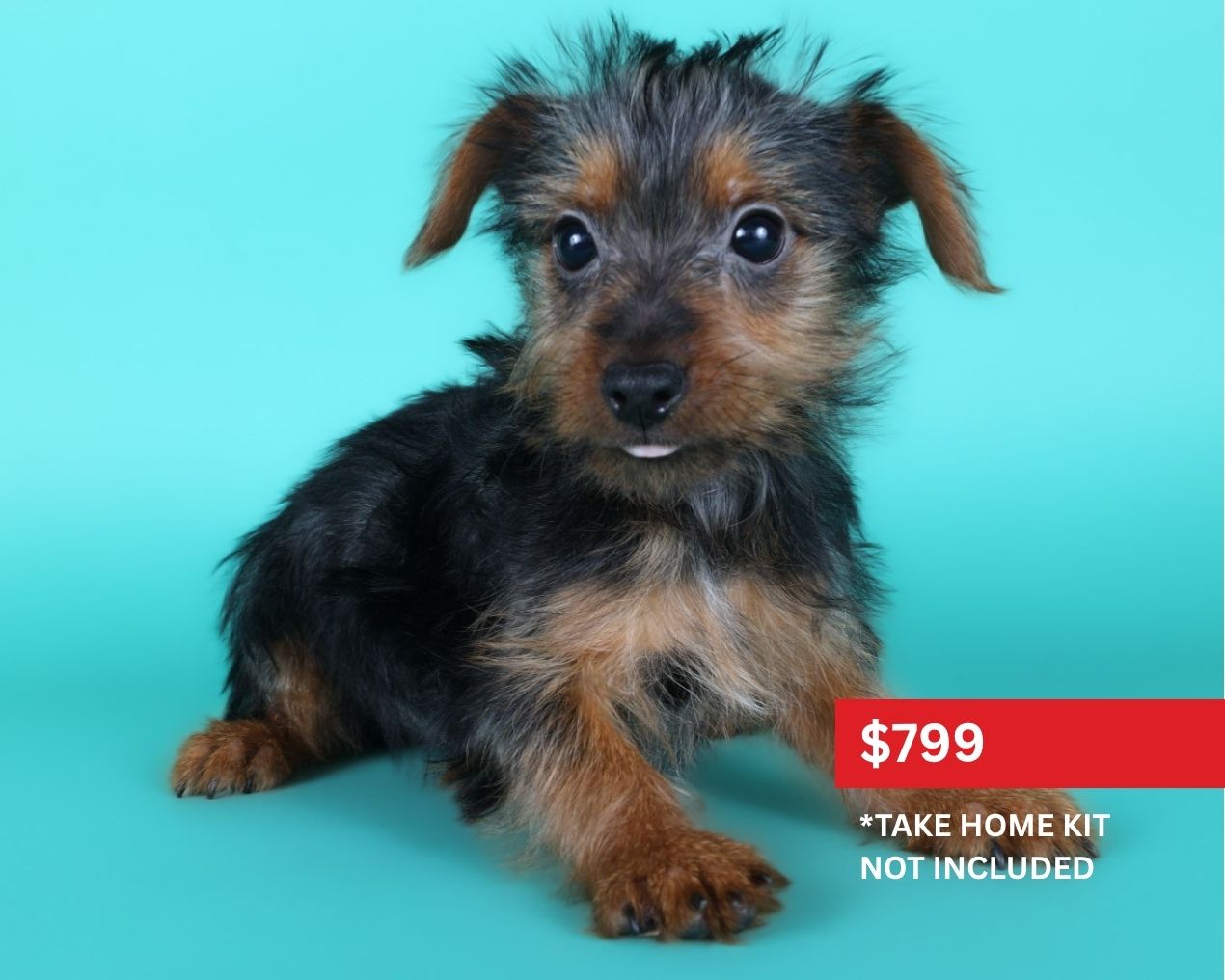 Silky Terrier-Dog-Male-Black/Tan-5123945-XO PUPS