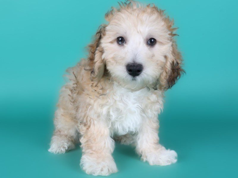 Maltipoo-Dog-Male-Chocolate Merle-5122856-XO PUPS