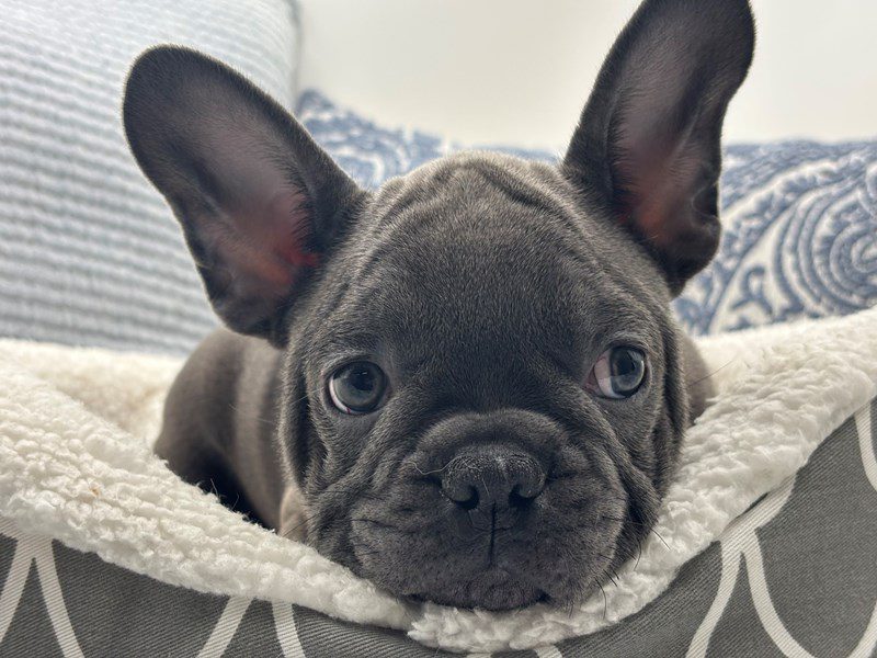 [#15190] Blue Male French Bulldog Puppies For Sale #2