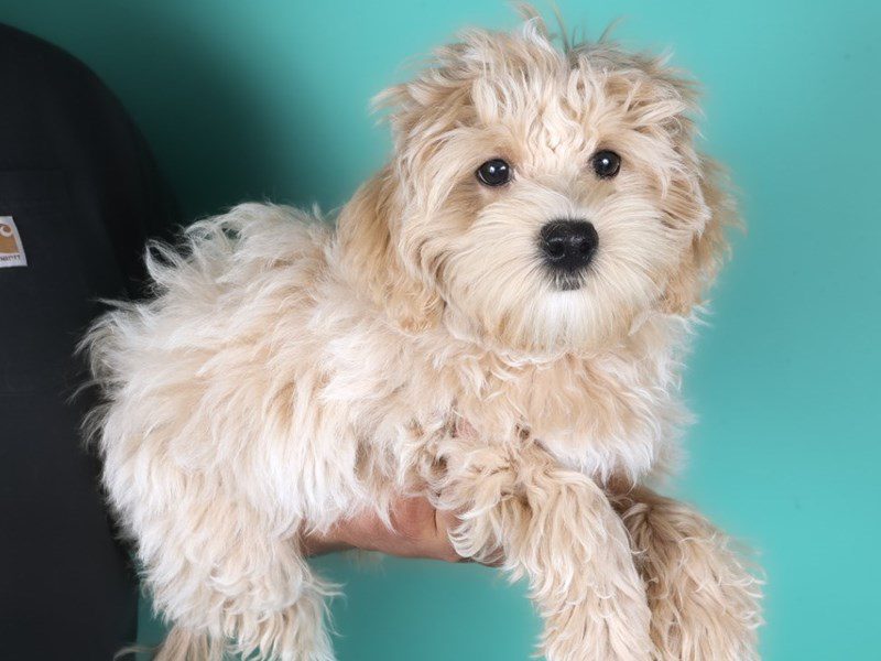 Maltipoo-Dog-Male-Apricot-5116688-XO PUPS