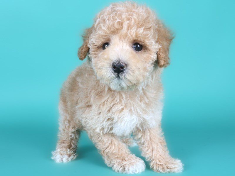 Miniature Poodle-Dog-Male-Apricot-5131156-XO PUPS