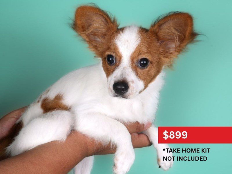 [#15101] Sable & White Male Papillon Puppies For Sale #5
