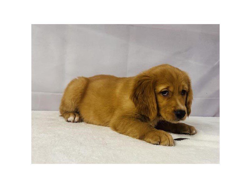 [#15157] Golden Male Golden Retriever Puppies For Sale #2