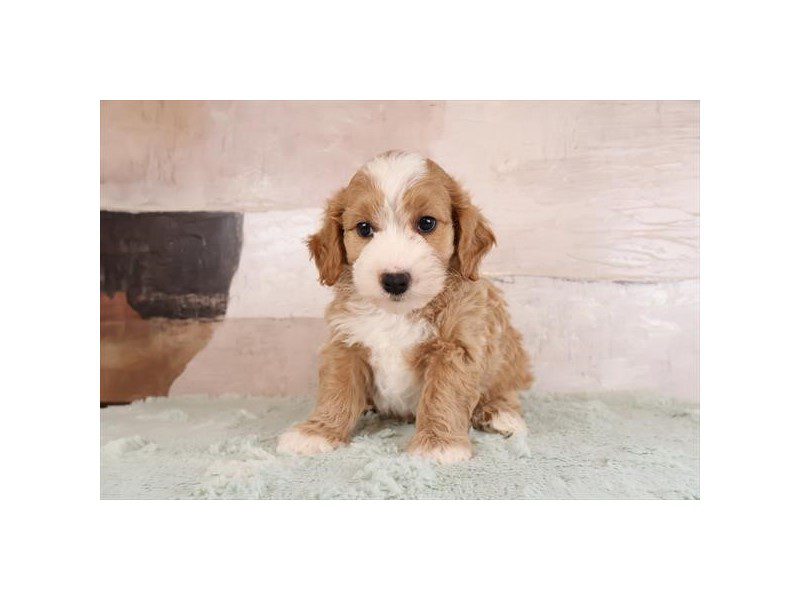 [#15158] Apricot Male Miniature Goldendoodle Puppies For Sale #2