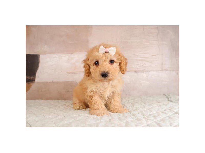 [#15159] Apricot Female Miniature Goldendoodle 2nd Gen Puppies For Sale #2