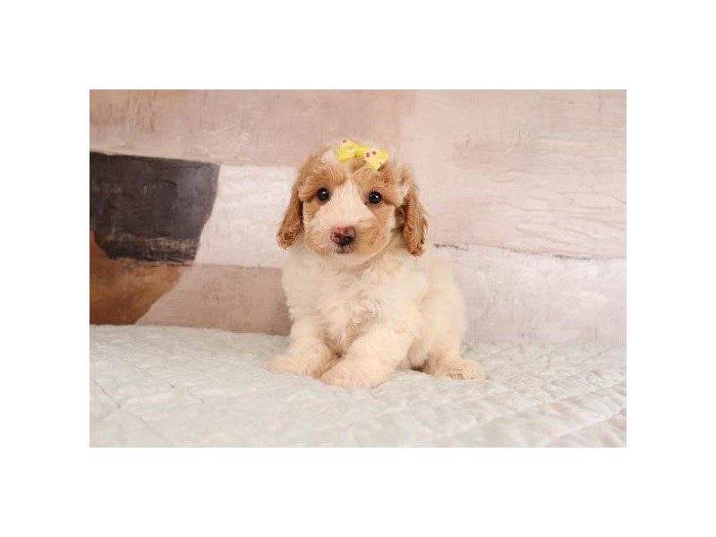 [#15160] Apricot Female Miniature Goldendoodle 2nd Gen Puppies For Sale #2