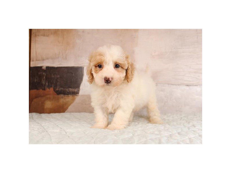 [#15161] Apricot Male Miniature Goldendoodle 2nd Gen Puppies For Sale #2