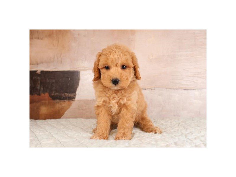 [#15162] Apricot Male Miniature Goldendoodle 2nd Gen Puppies For Sale #2