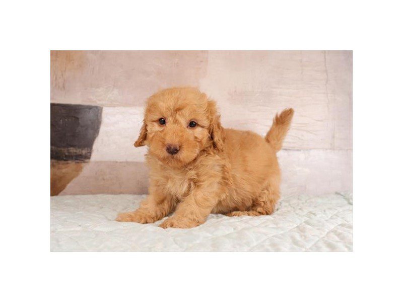 [#15163] Apricot Male Miniature Goldendoodle 2nd Gen Puppies For Sale #2