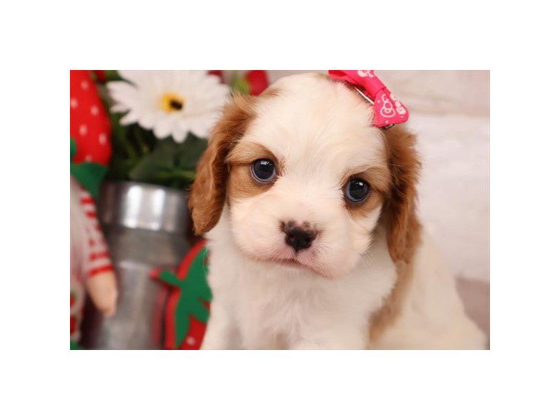 [#15164] Blenheim Female Cavapoo Puppies For Sale #2