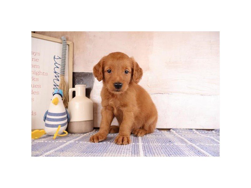 [#15165] Red Male Miniature Goldendoodle Puppies For Sale #2