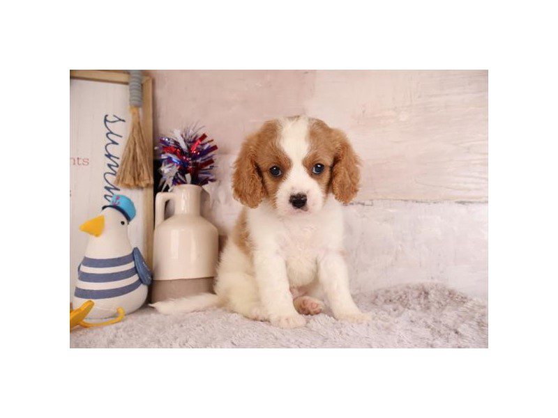 [#15166] Red Male Cavapoo Puppies For Sale #2