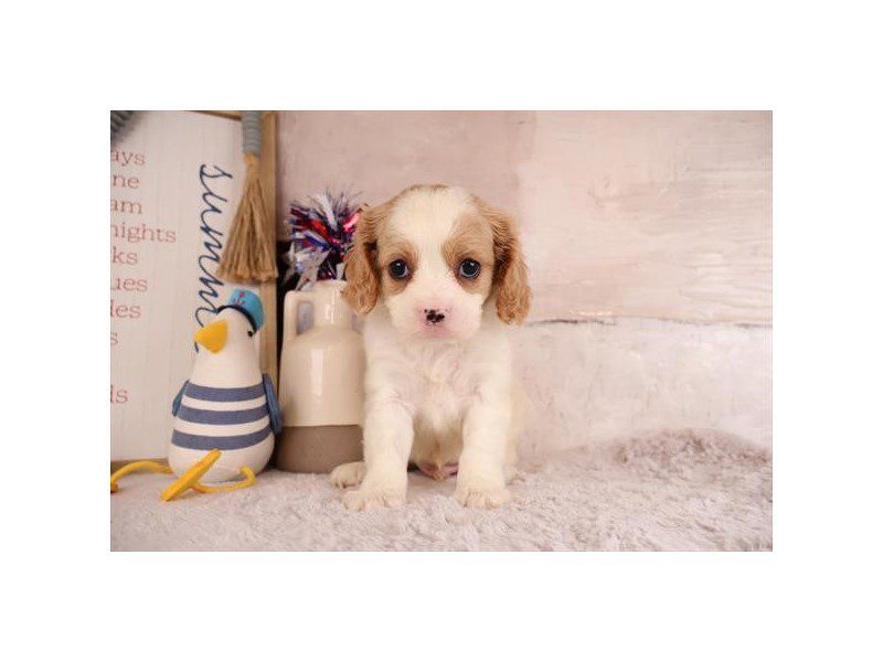 [#15167] Red Male Cavapoo Puppies For Sale #2