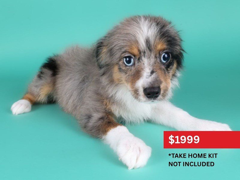 Toy Australian Shepherd-Dog-Male-Blue Merle-5114169-XO PUPS