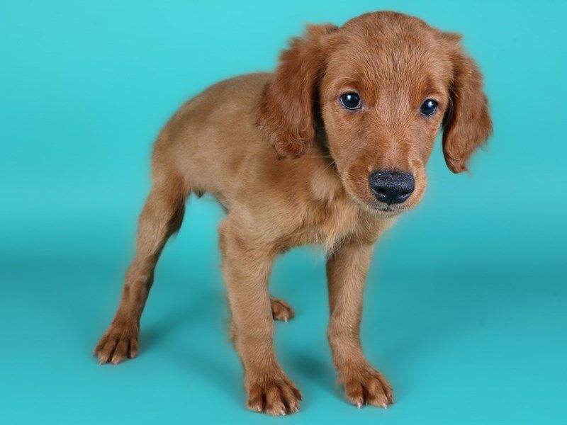 Miniature Goldendoodle in Ashburn, VA